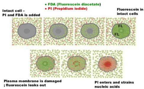 Fluorescein Diacetate Assay (FDA/PI)