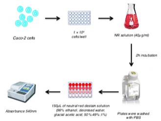 Neutral Red Uptake Assay | Cell Viability