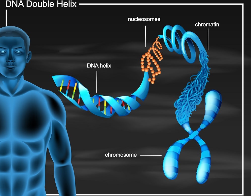 تركيب الحمض النووي