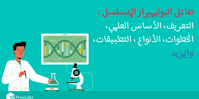 تفاعل البوليميراز المتسلسل l التعريف، الأساس العلمي، الخطوات، الأنواع، والتطبيقات