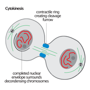 الحركية الخلوية (تقسيم السيتوبلازم) Cytokinesis