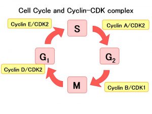 دور السايكلينات في تنظيم دورة الخلية