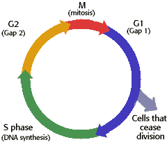 مراحل دورة الخلية