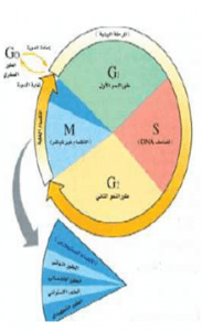 مراحل دورةالخلية
