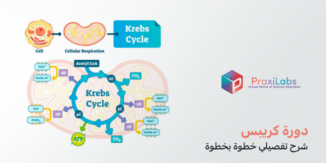 دورة كريبس | شرح تفصيلي خطوة بخطوة
