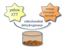 تحويل ملح التترازوليوم الأصفر (XTT) أو شقه إلى فورمازان صبغة برتقالية