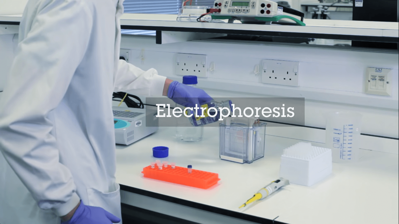 Process ofelectrophoresis - Western Blot Experiment