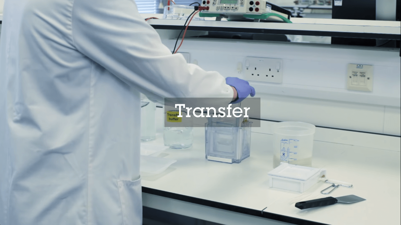Process of Transfer - Western Blot Experiment
