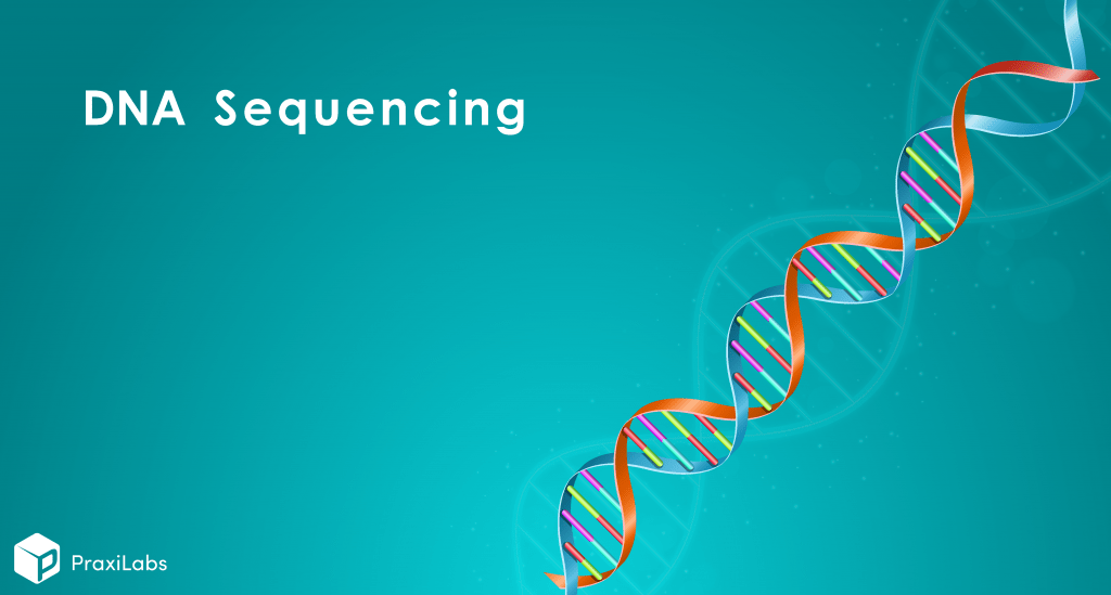 DNA Sequencing: Definition, Importance, Methods and More