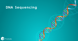 DNA Sequencing: Definition, Importance, Methods, Facts, and More