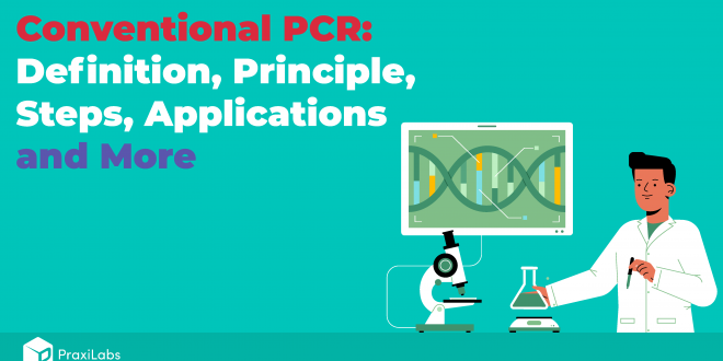 What Are The Three Basic Steps of Conventional PCR?