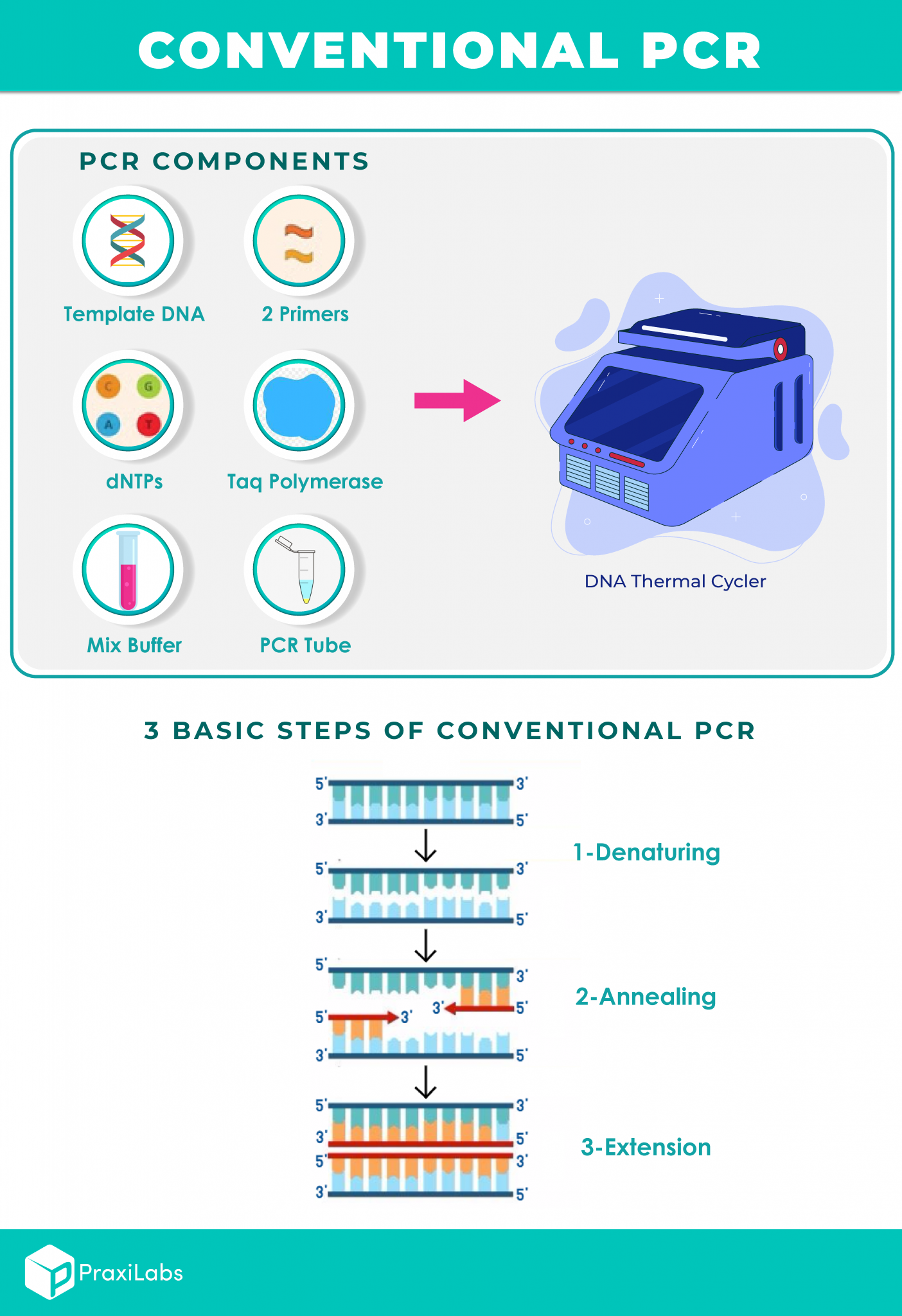 Demystifying the Basics of PCR with Your Burning Questions