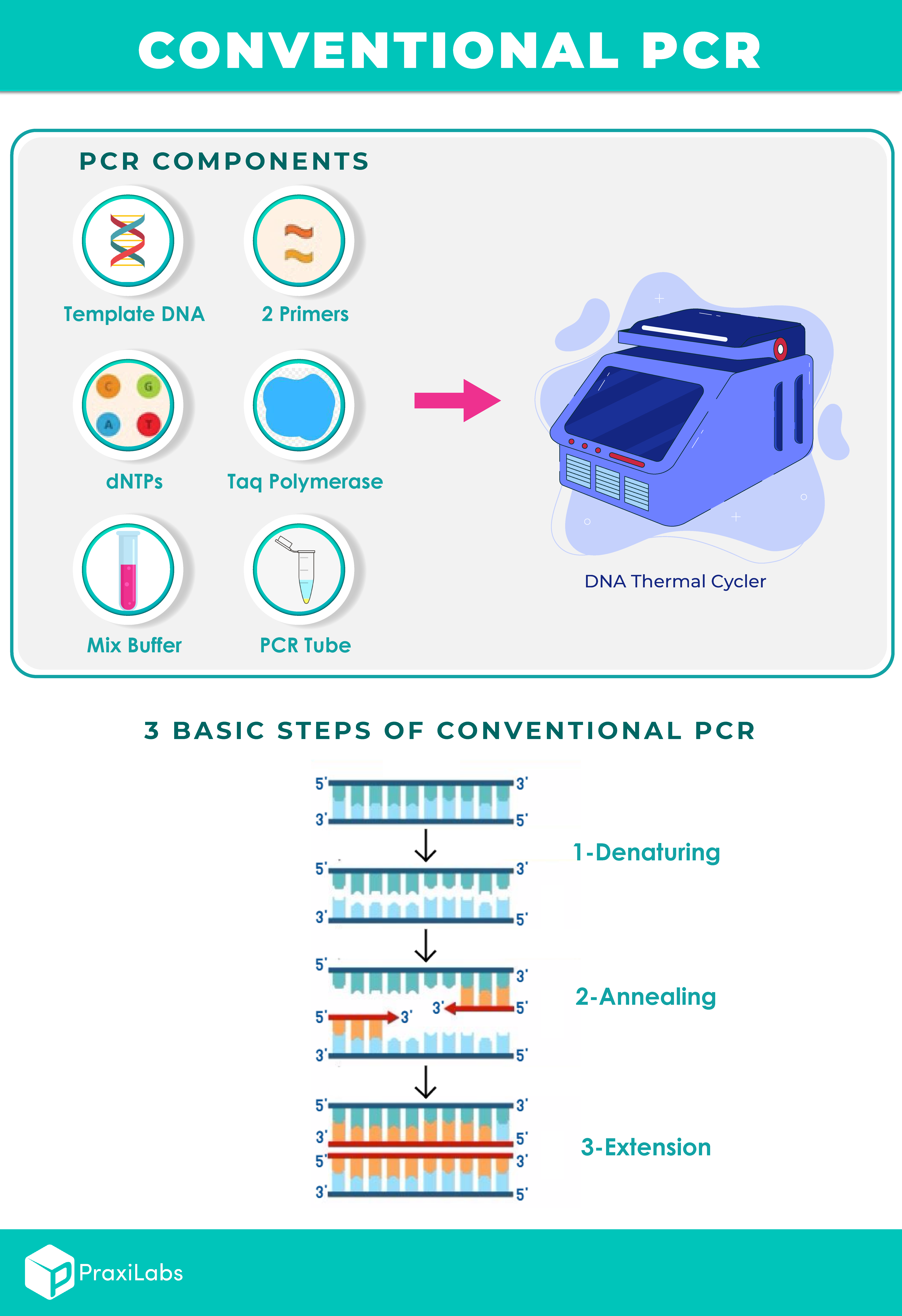 PCR steps and components