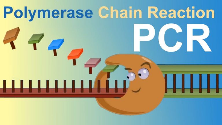 What Are The Three Basic Steps of Conventional PCR?