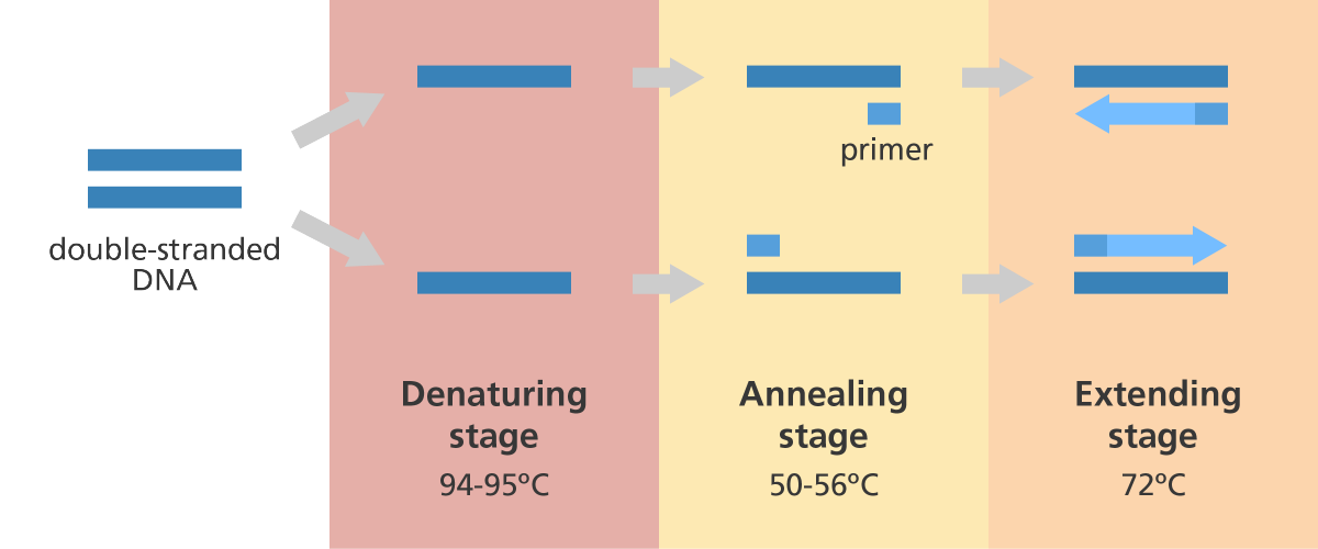 the 3 steps of PCR and temperatures
