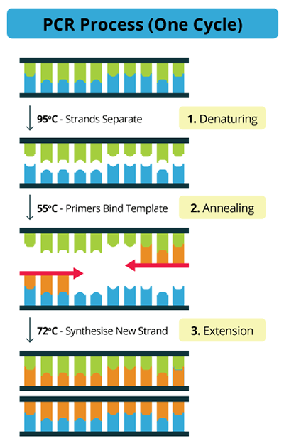 PCR steps - flow chart