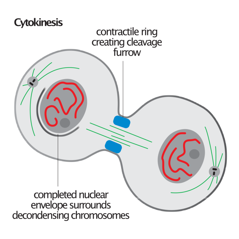 Cell Cycle Stages & Regulation by Cyclins and CDKs