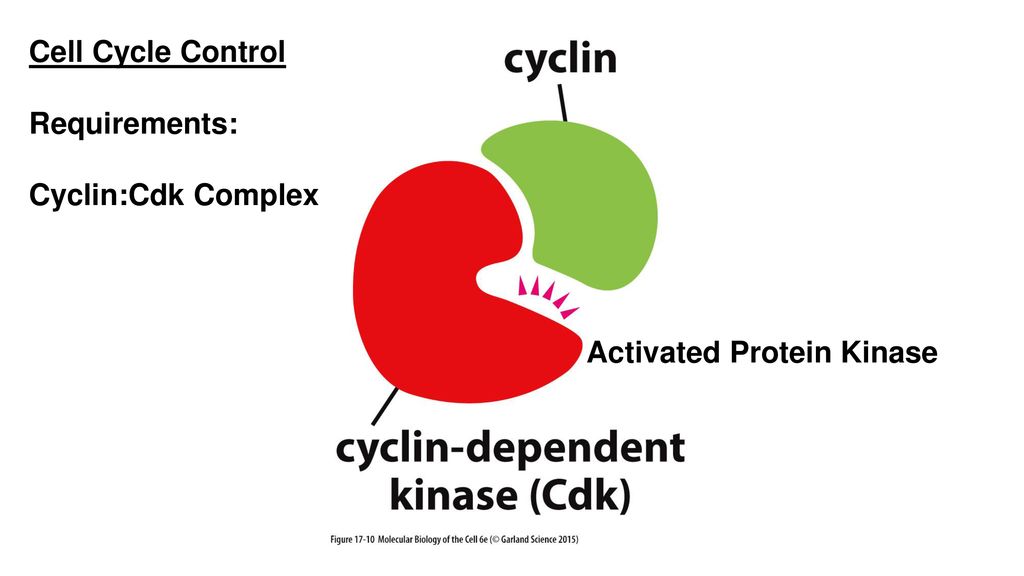 cyclin dependent kinase