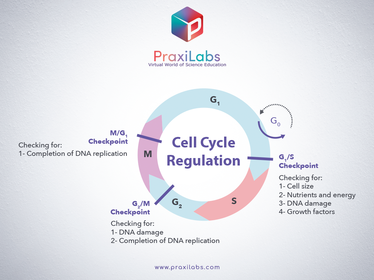 Cell Cycle regulation by Checkpoints