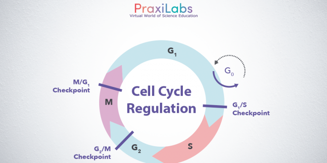 cell cycle regulaion