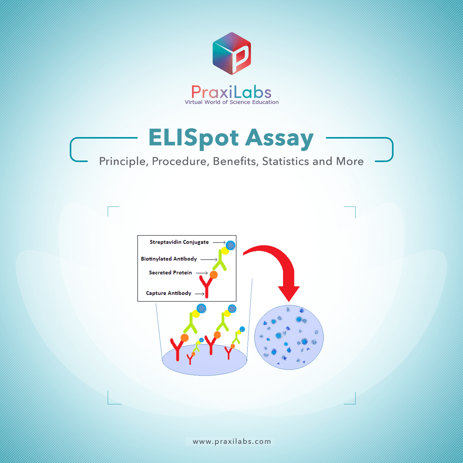 ELISpot Assay Principle, Procedure, Benefits, and More