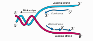 taq polymerase DNA