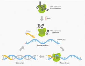 taq polymerase and its activating