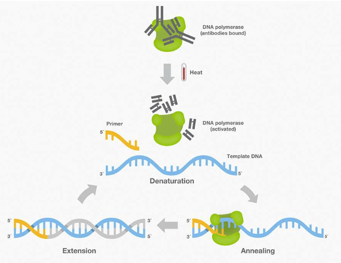 Taq Polymerase: The Key to PCR Test and 3 Other Applications