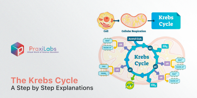 The Krebs Cycle | A Step by Step Explanations