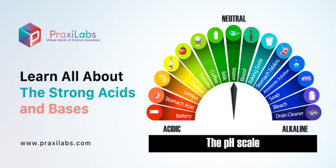 Learn All About The Strong Acids and Bases