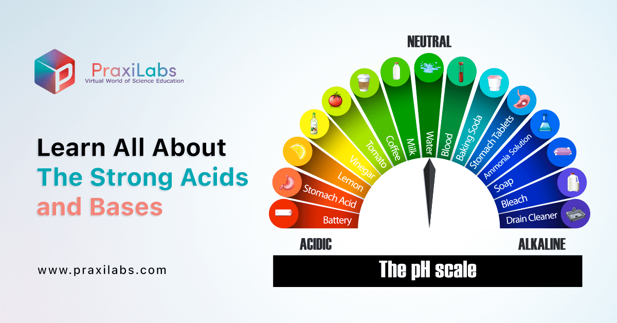 Learn All About The Strong Acids And Bases PraxiLabs