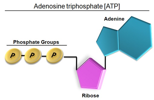 ATP or adenosine triphosphate structure