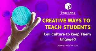 Creative Ways to Teach Students Culturing Cells to keep Them Engaged