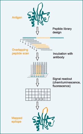       Epitope mapping - western blot applications