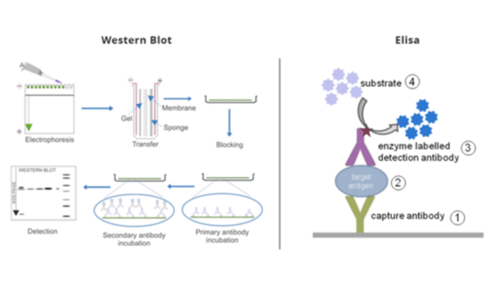 What is the difference between Elisa and western blotting?