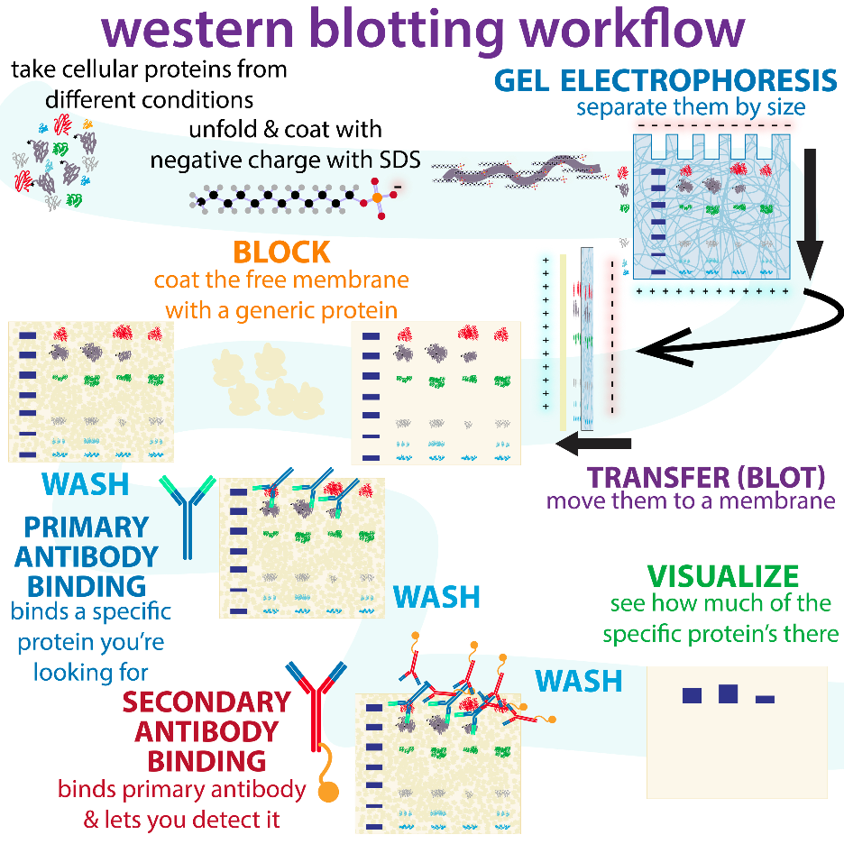 How does Western Blotting work?