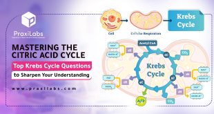 Mastering the Citric Acid Cycle | Top Krebs Cycle Questions to Sharpen Your Understanding
