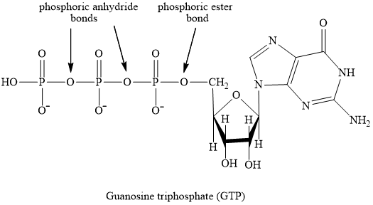 molecule of GTP