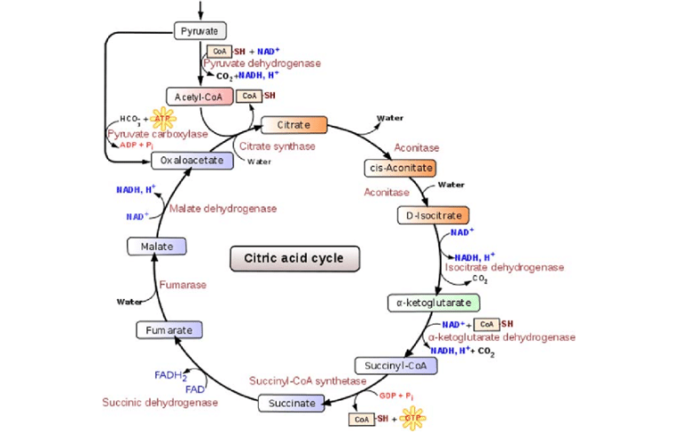 Top Krebs Cycle Questions to Sharpen Your Understanding