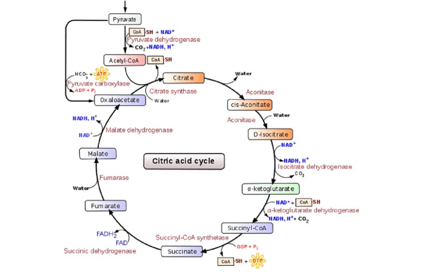 What are the steps of the Krebs cycle?