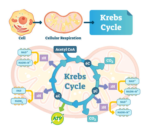  the Krebs cycle?
