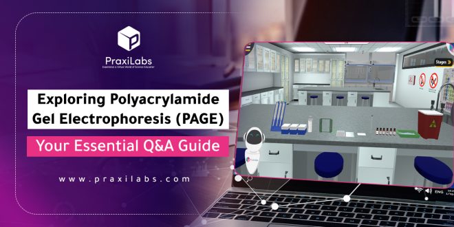 Exploring Polyacrylamide Gel Electrophoresis (PAGE) | Your Essential Q&A Guide