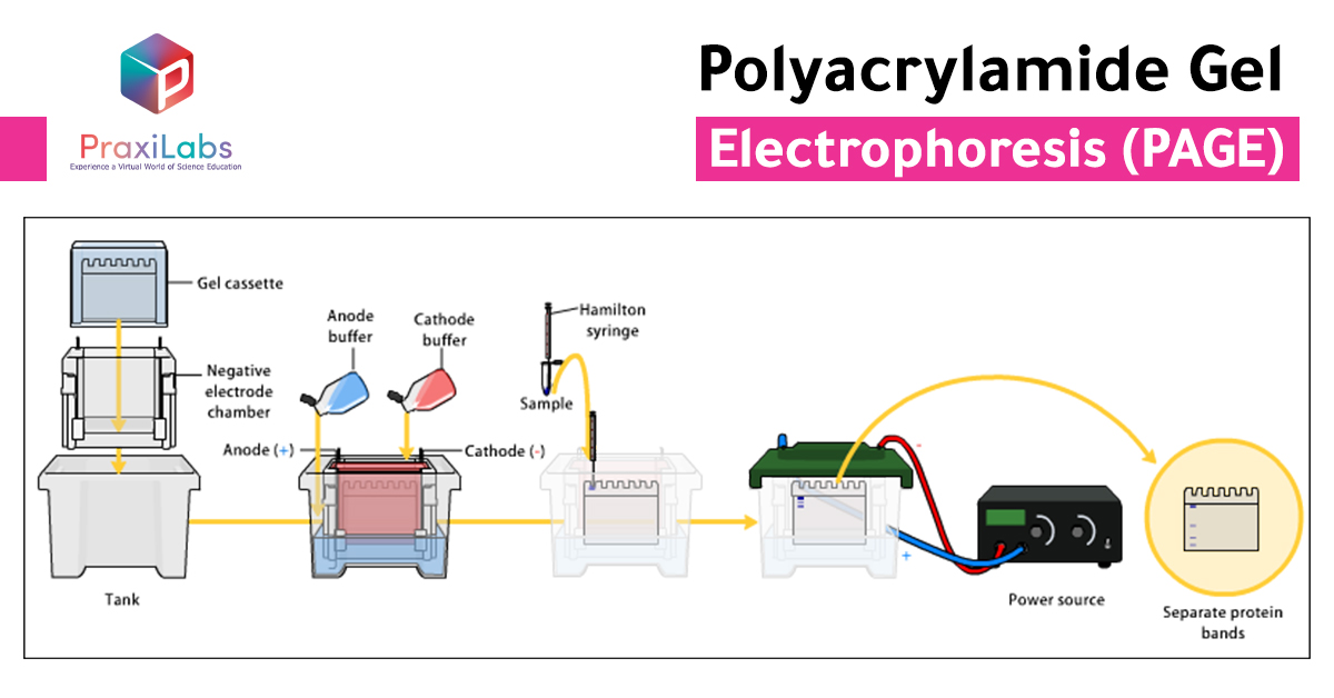 How does polyacrylamide gel electrophoresis (PAGE) work?