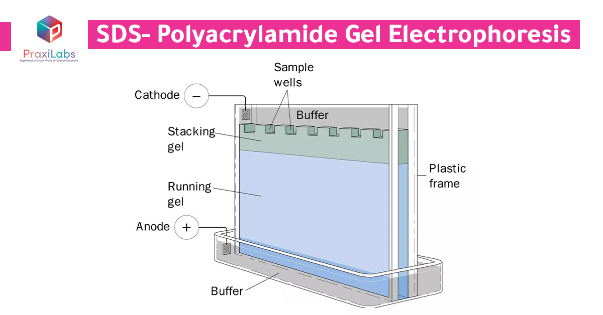What is the Polyacrylamide Gel Electrophoresis PAGE?