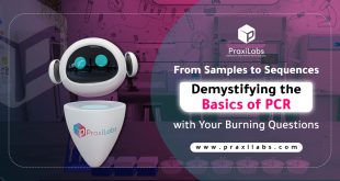 From Samples to Sequences: Demystifying the Basics of PCR with Your Burning Questions