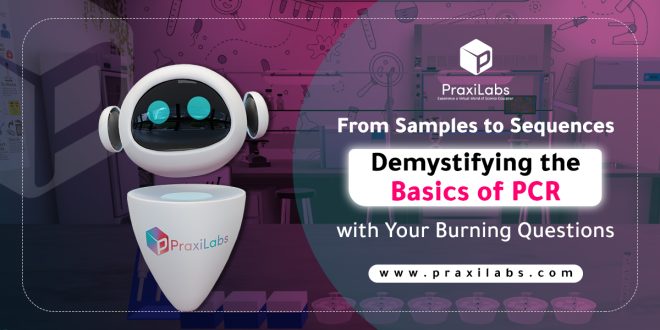 From Samples to Sequences: Demystifying the Basics of PCR with Your Burning Questions