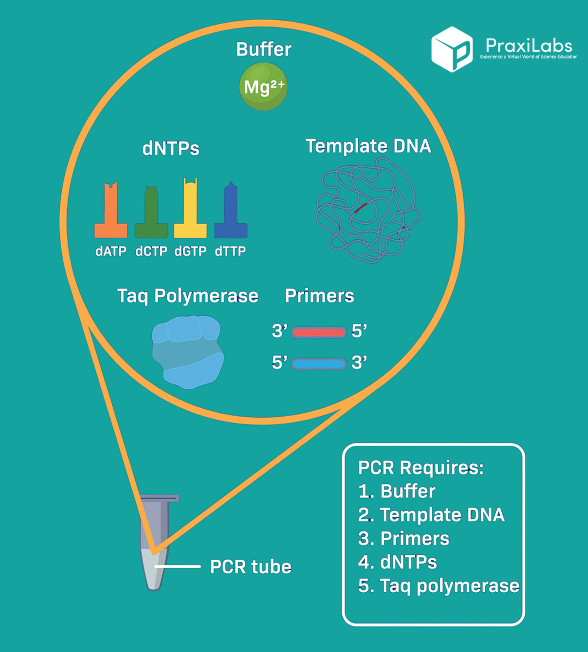 What are the basic requirements of PCR technique?