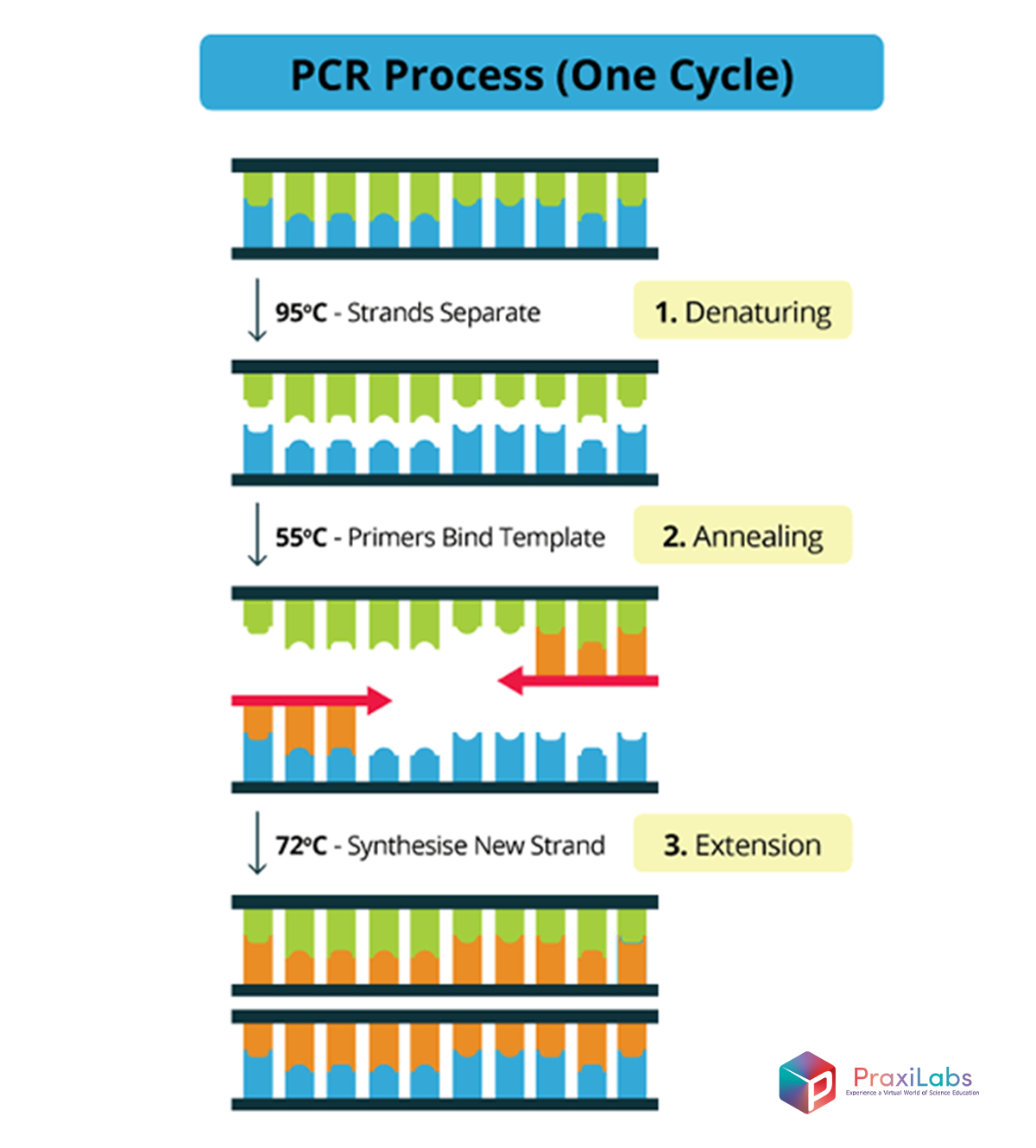 Demystifying the Basics of PCR with Your Burning Questions