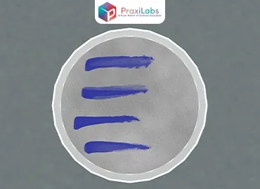 Oxidase Test Virtual Lab Simulation