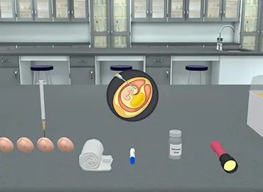 Cultivation of Virus in Chick Embryo